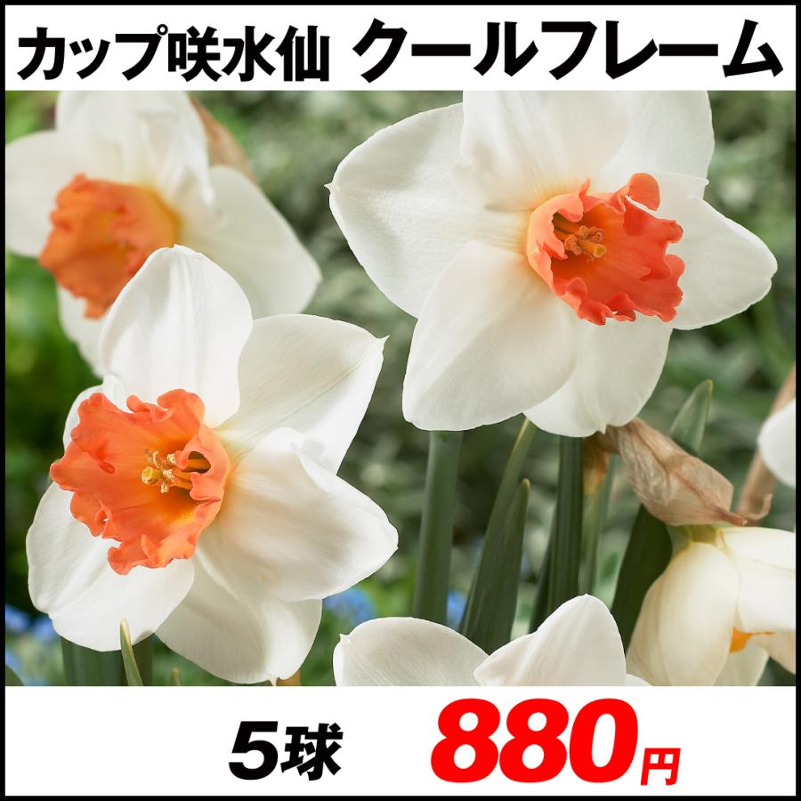 最大80 オフ スイセン 球根 カップ咲水仙 クールフレーム 5球