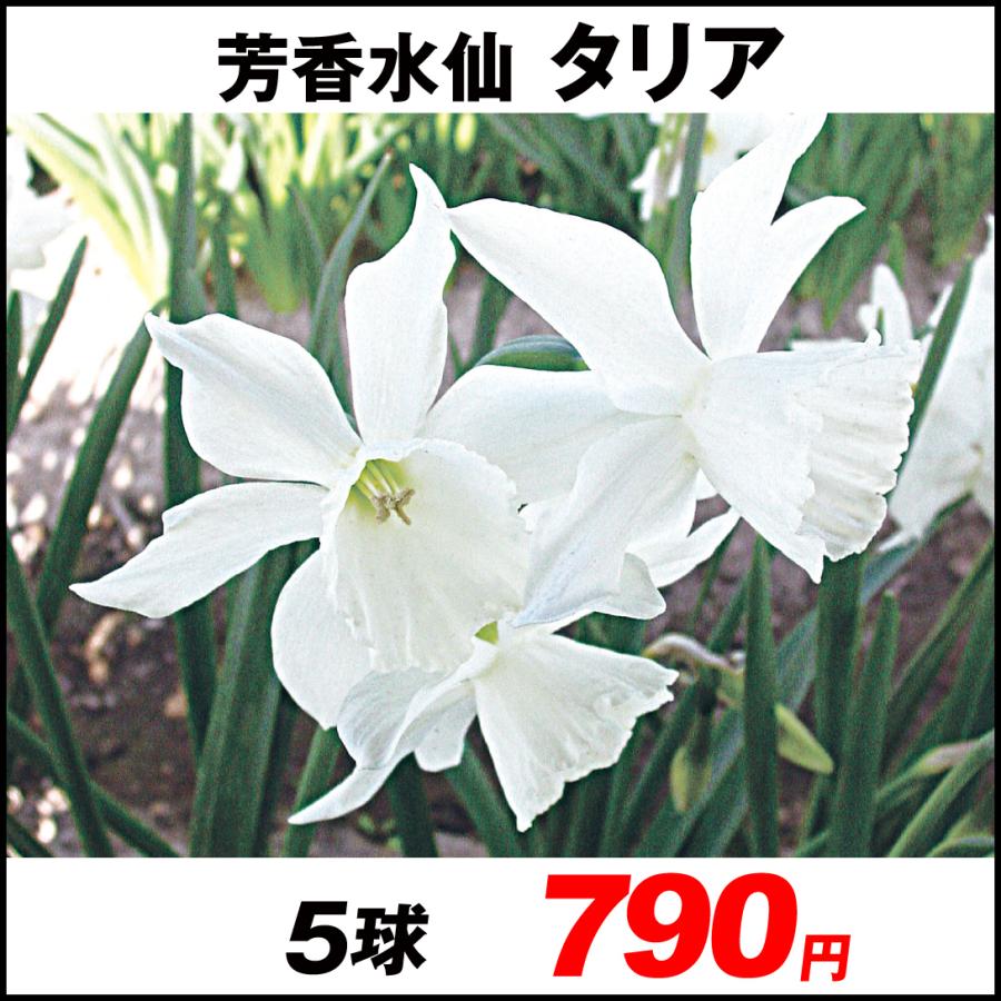 スイセン 球根 芳香水仙 5球 タリア 新作送料無料
