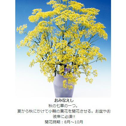 花苗 人気の切花向き多年草セット 送料無料 6種6株 / 花の苗 切り花
