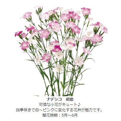 花苗 人気の切花向き多年草セット 6種6株 送料無料 219 P2 0025 花と緑 国華園 通販 Yahoo ショッピング