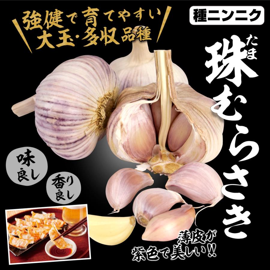 【岡山県和気町産・高級生にんにく10kg（ホワイト&紫にんにく）】 ニ*ク様 【岡山県和気町産・高級生にんにく10kg（ホワイト1