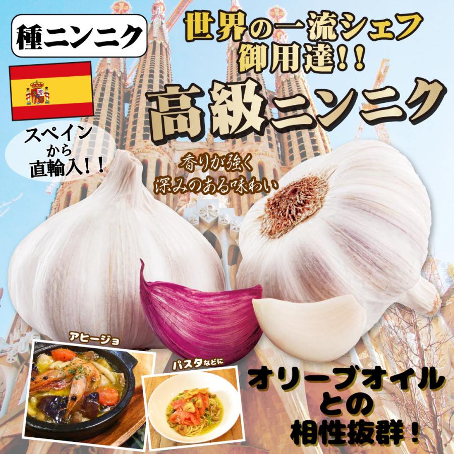 ニンニク 種球 スペイン産紫ニンニク モラード 1kg / にんにく