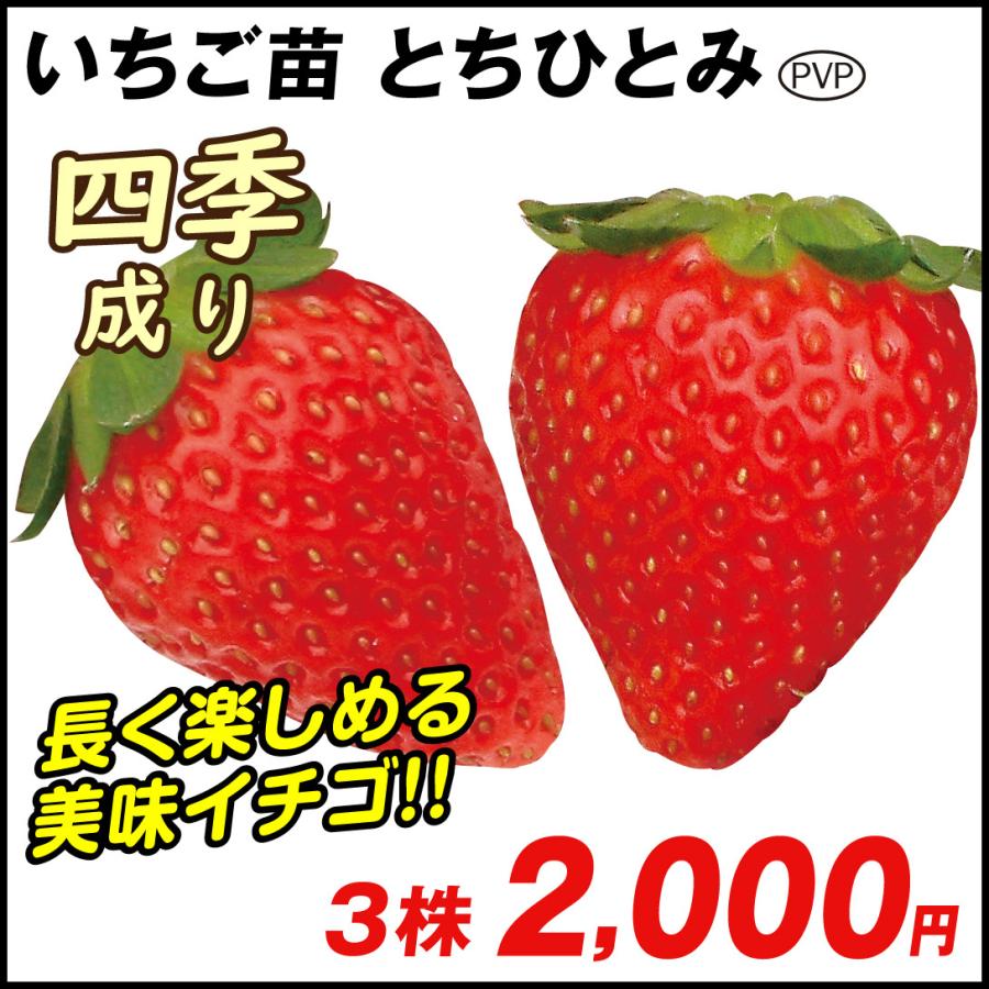 いちご苗 イチゴ苗 苺苗 とちひとみpvp 3株 家庭菜園 イチゴの苗 いちごの苗 自給自足 四季成りいちご 美味しい 即納 最大半額