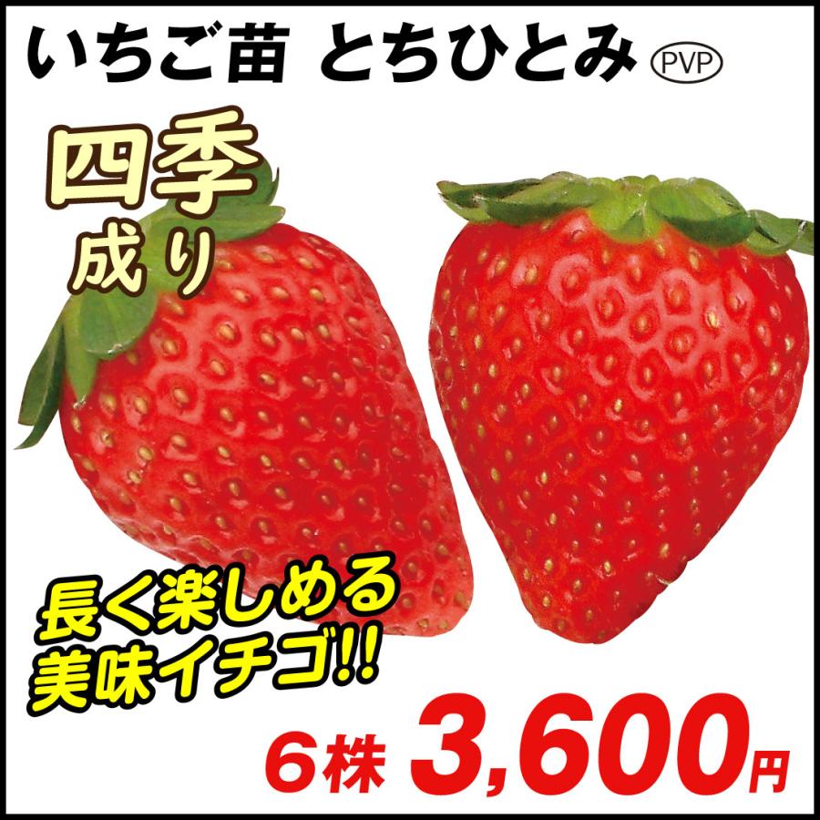 いちご苗 とちひとみpvp 6株 苺 苺苗 ストロベリー 家庭菜園 四季なり 四季成り 219 P3 0009 花と緑 国華園 通販 Yahoo ショッピング