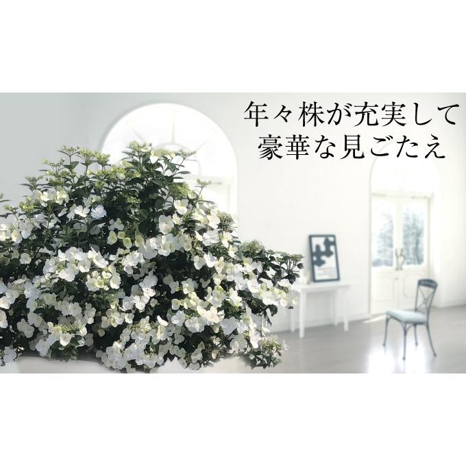 アジサイ　ラグランジアン　ブライダルシャワー　鉢　４０×４０　山葡萄苗木 楽天市場】【まもなく締め切り】 予約販売 アジサイ