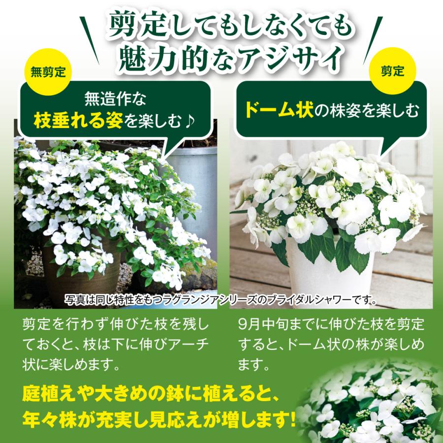 国華園 アジサイ苗 ラグランジアR ブライダルシャワーPVP 1株 挿木1?2
