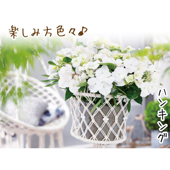 アジサイ 苗 苗木 ラグランジアR ブライダルシャワー（品種登録出願中