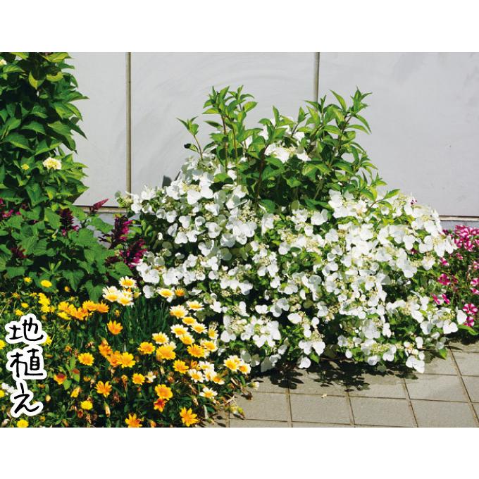 アジサイ 苗 苗木 ラグランジアR ブライダルシャワー（品種登録