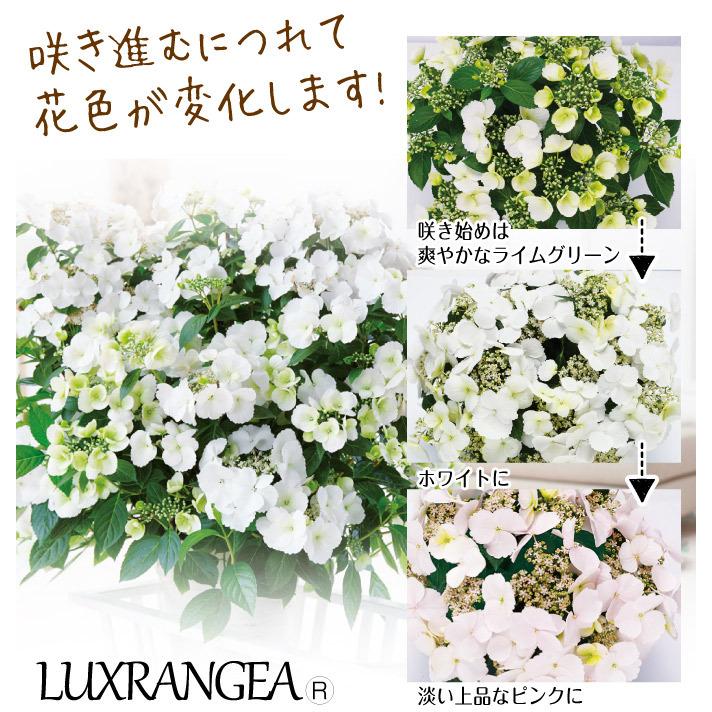 アジサイ 苗 苗木 ラグランジアR ブライダルシャワー（品種登録出願中