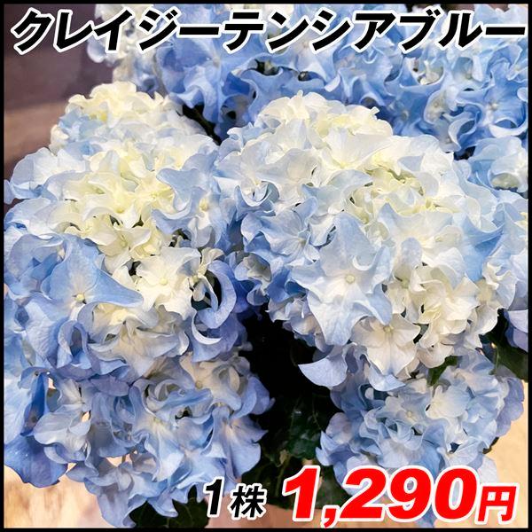 バースデー 記念日 ギフト 贈物 お勧め 通販 アジサイ 苗 クレイジーテンシアブルー 1株