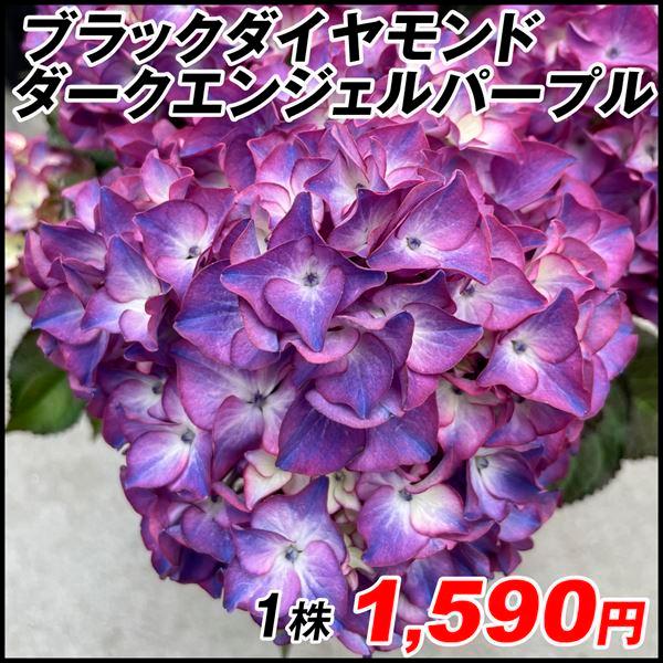 バースデー 記念日 ギフト 贈物 お勧め 通販 アジサイ 苗 ブラックダイヤモンド ダークエンジェルパープル 1