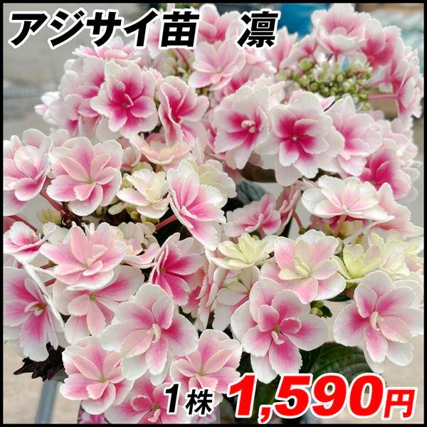 モデル アジサイ 苗 凛 1株 花木苗 アジサイの苗木 紫陽花 国華園 あじさい