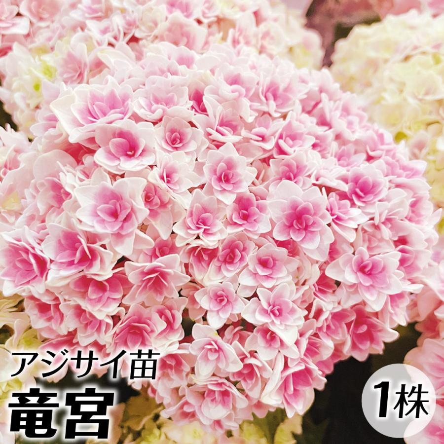 アジサイ 苗 竜宮 1株 花木苗 プレゼント 国華園 紫陽花 あじさい アジサイの苗木 ハイドランジア