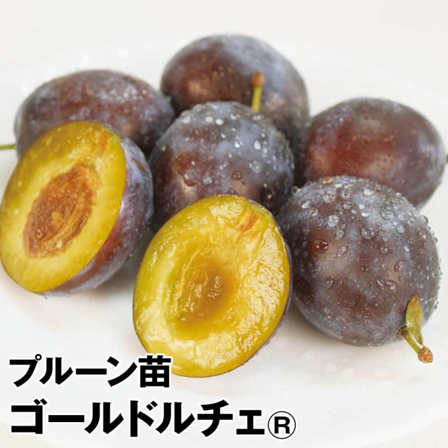 21高い素材 プルーン 苗木 苗 ゴールドルチェr 1株 プルーンの木 果樹苗 国華園