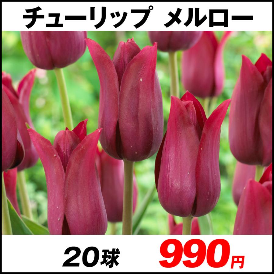 Sale 60 Off チューリップ 球 球根 サンネ 花