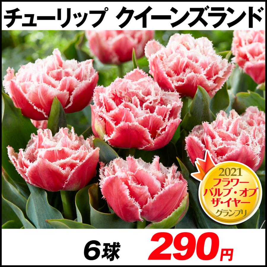 お気に入 チューリップ 球根 クイーンズランド 6球 超激得sale
