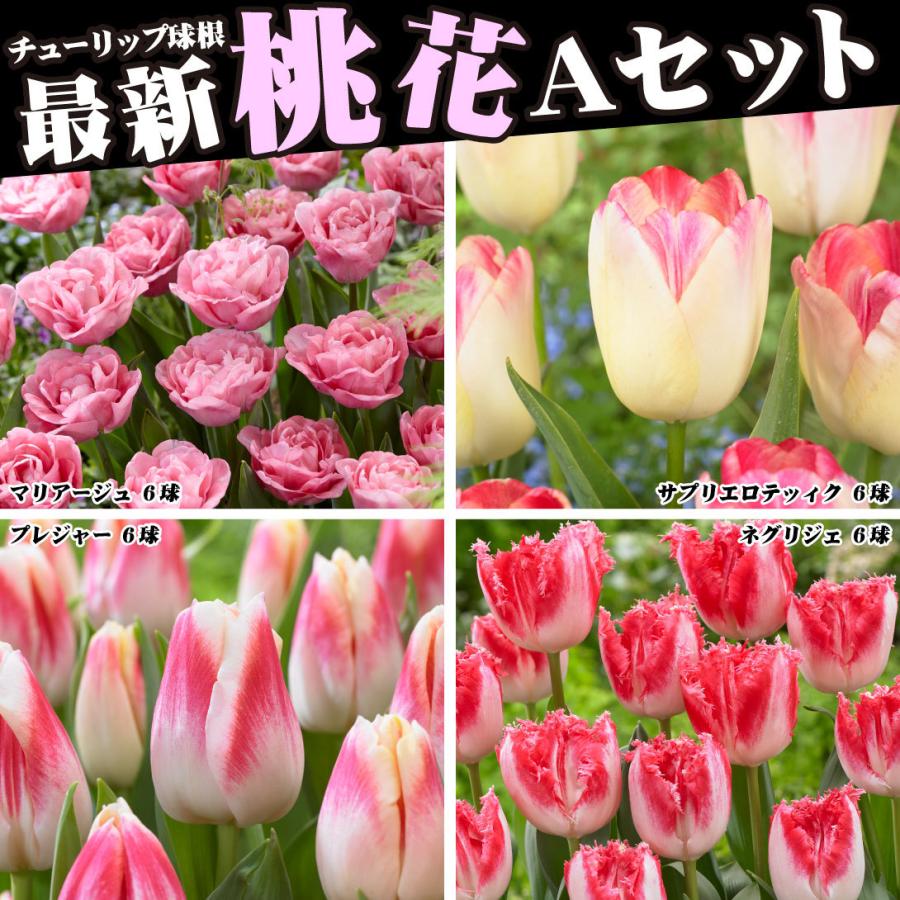 チューリップ 球根 最新桃花aセット 4種24球 各6球 安全