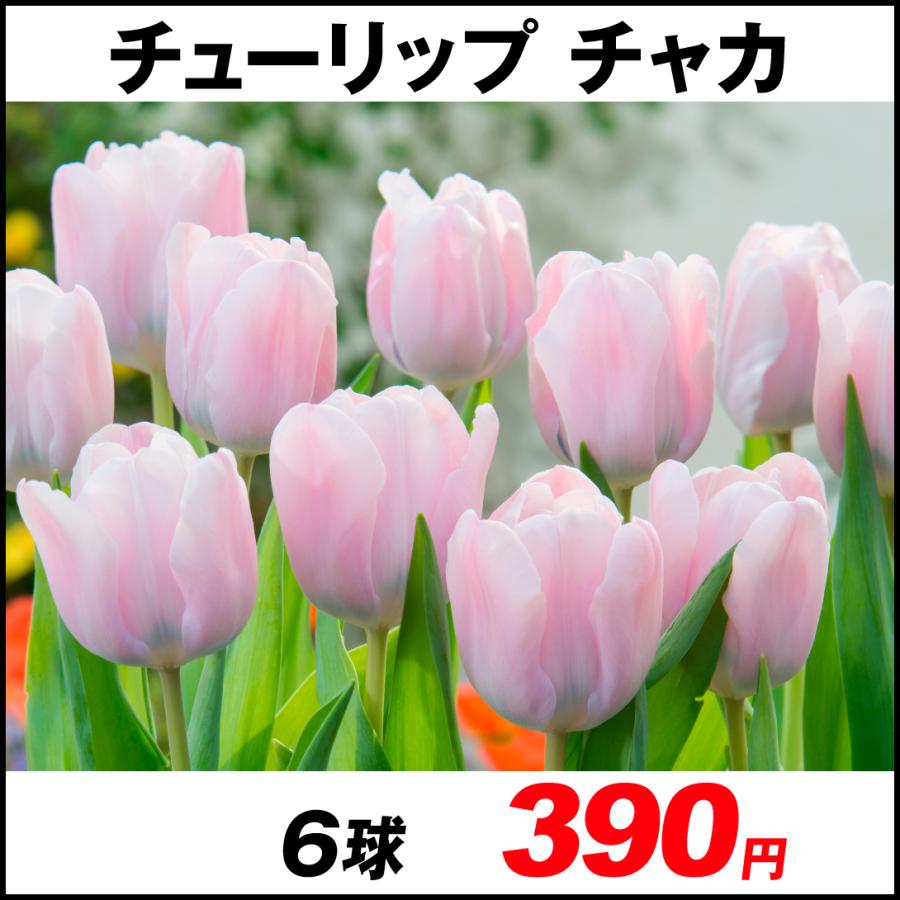 チューリップ 球根 チャカ 6球 21n P0 0027 花と緑 国華園 通販 Yahoo ショッピング