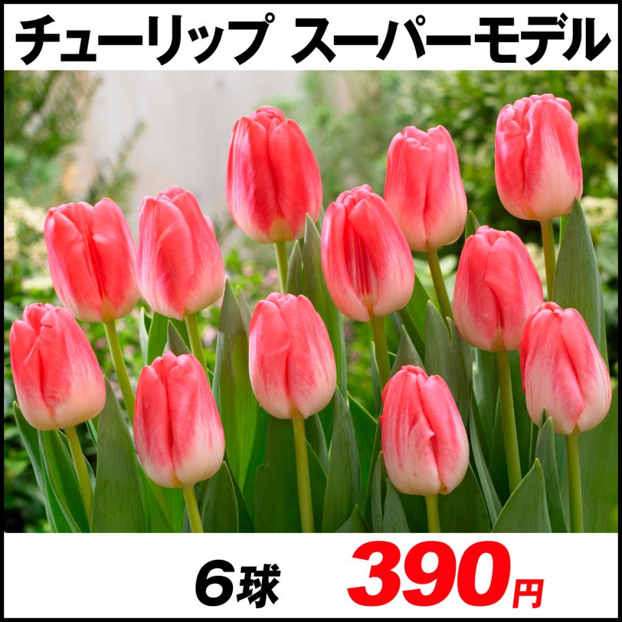チューリップ 球根 6球 公式通販 スーパーモデル