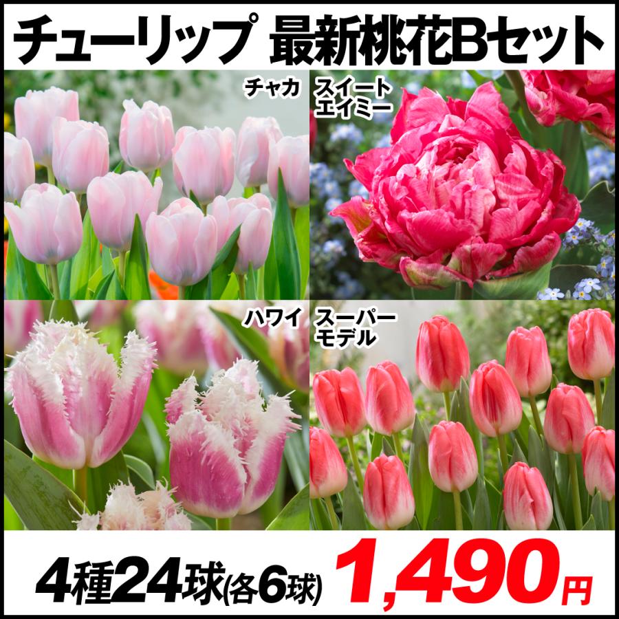 チューリップ 球根 最新桃花bセット 4種24球 セール特価品 各6球