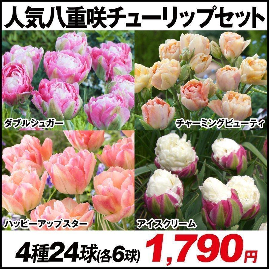チューリップ 球根 人気八重咲セット 4種24球 各6球