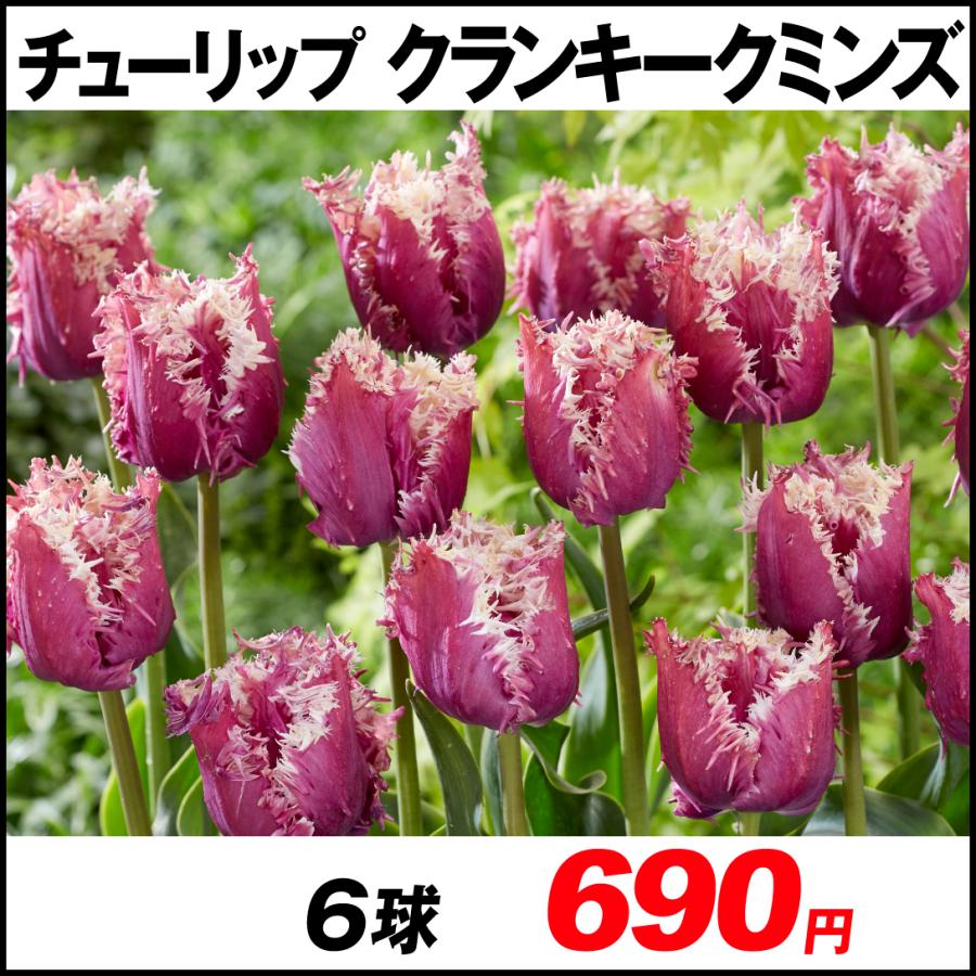 チューリップ 球根 クランキークミンズ 6球 21n P0 0059 花と緑 国華園 通販 Yahoo ショッピング