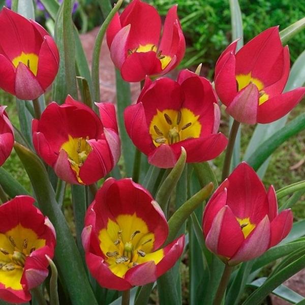 原種系チューリップ 球根 レッドビューティ 10球 :2021n-p0-0062:花と緑 国華園 - 通販 - Yahoo!ショッピング 原種系チューリップ 球根 レッドビューティ 10球 :2021n-p0-0062:花と緑 国華園 - 通販 - Yahoo!ショッピング