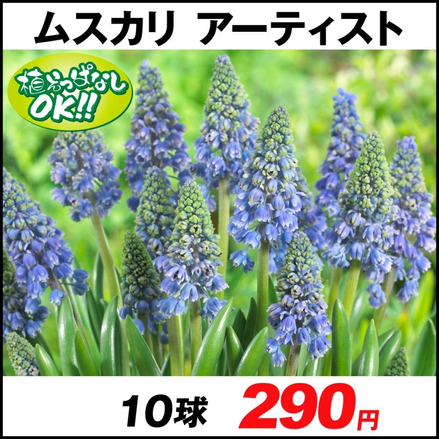 永遠の定番モデル ムスカリ 球根 アーティスト 10球 ムスカリの花 ムスカリの球根 秋