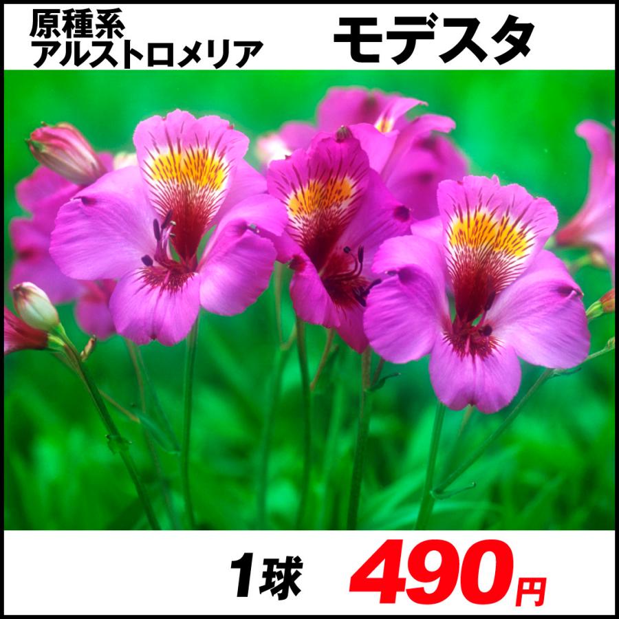 秋植え球根 原種系アルストロメリア 半耐寒性種 モデスタ 1球 Br Productions Nl