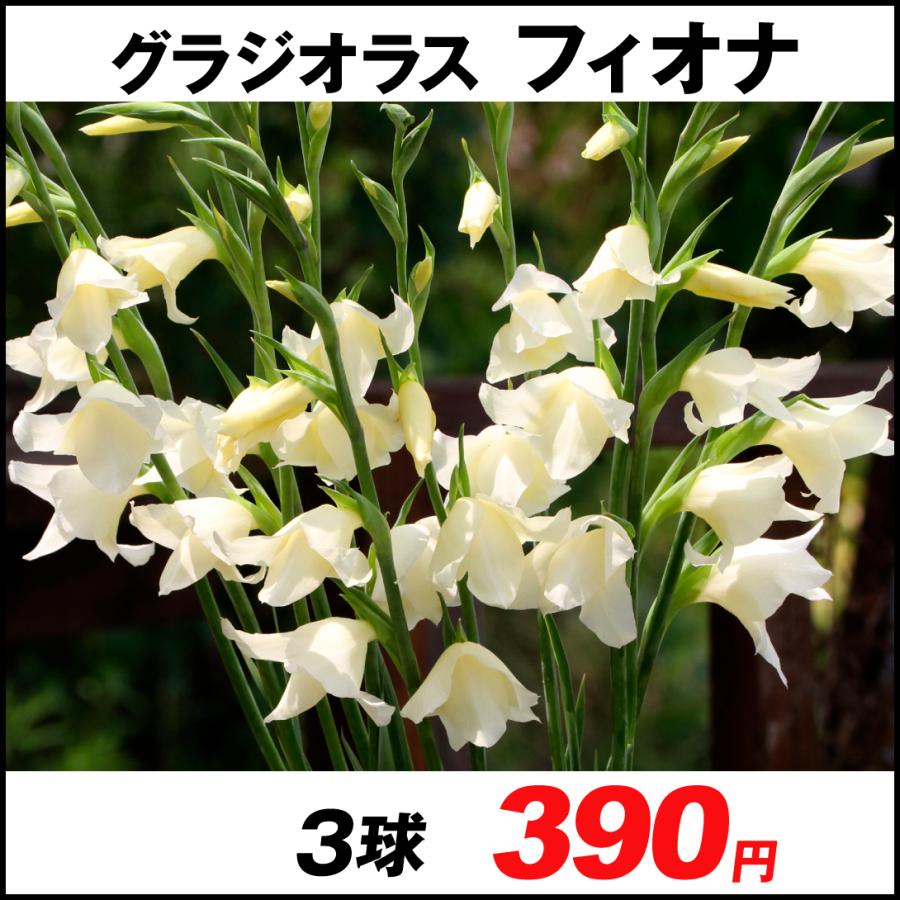 注文後の変更キャンセル返品 グラジオラス 球根 フィオナ 3球 グラジオラスの花 グラジオラスの