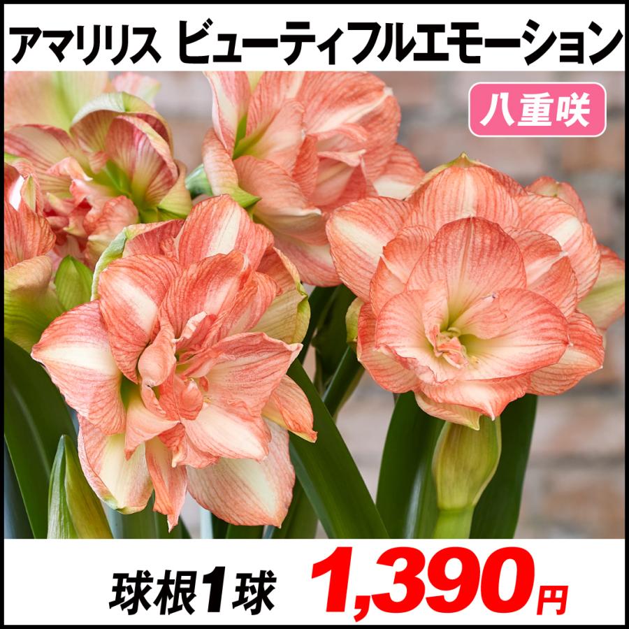 秋冬新作 アマリリスさん専用ページ お得なセット ハンドメイド Rspg Spectrum Eu