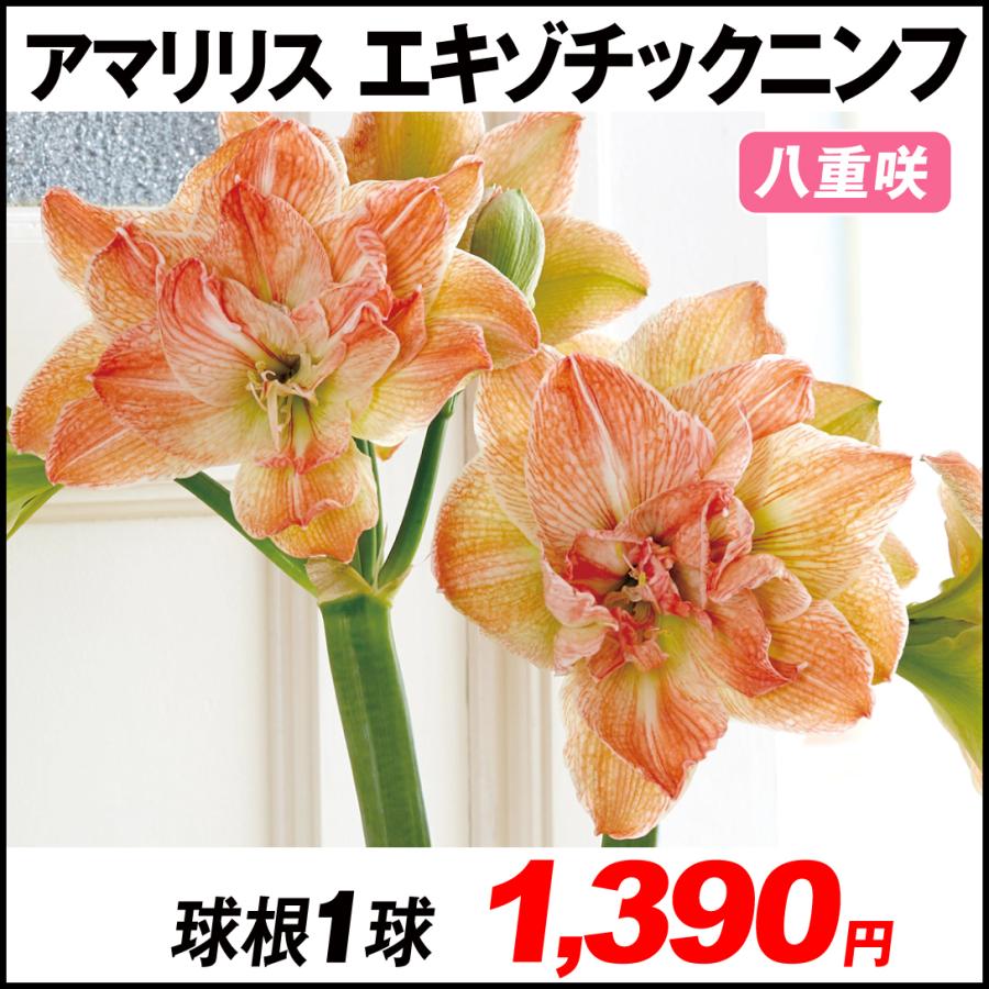 アマリリス 球根のみ 八重咲 エキゾチックニンフ 1球 21n P0 0126 花と緑 国華園 通販 Yahoo ショッピング