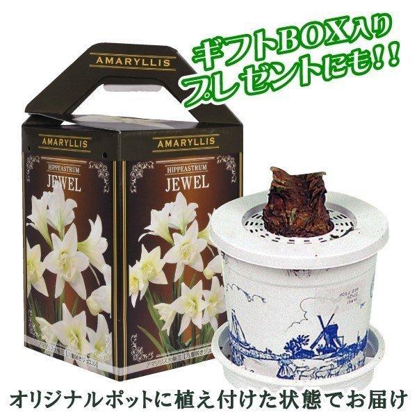 【花後の株】アマリリス球根 八重咲　エルバス アマリリス：エルバス1球（八重咲き大輪） の通販 | 園芸ネット
