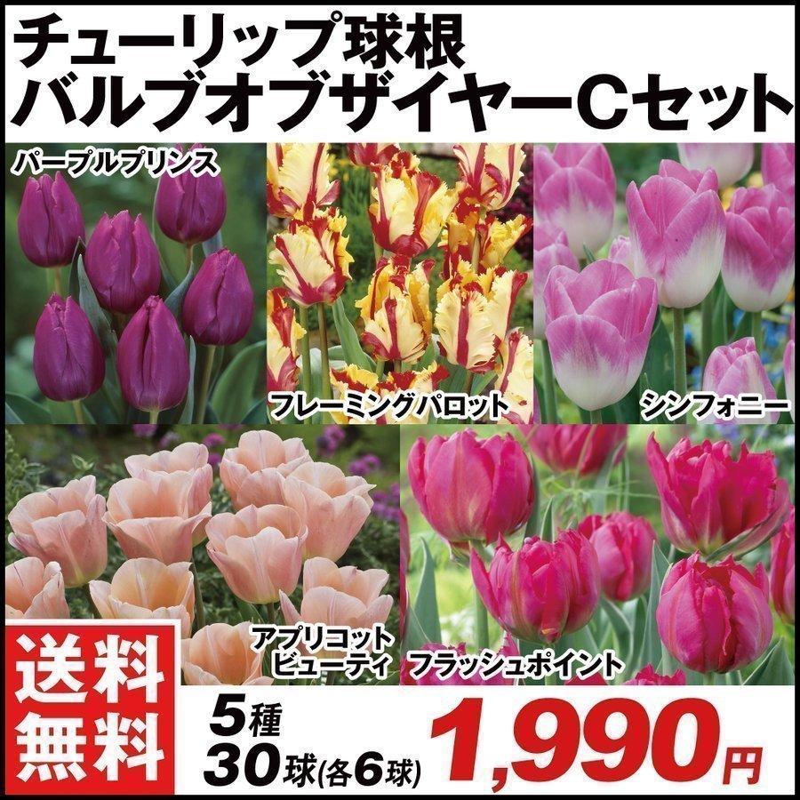送料無料 チューリップ 球根 バルブオブザイヤーcセット 5種30球 各6球 21n P0 0136 花と緑 国華園 通販 Yahoo ショッピング