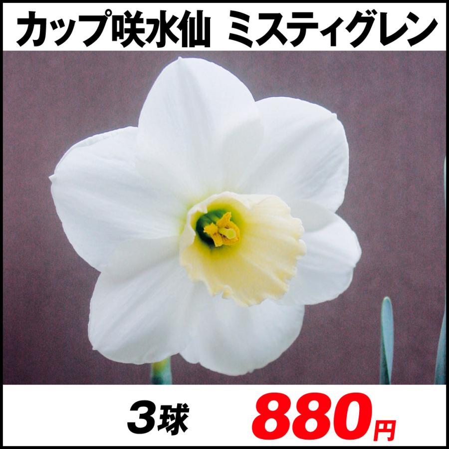 スイセン 球根 カップ咲 ミスティグレン 3球 水仙 水仙の球根 21n P1 0012 花と緑 国華園 通販 Yahoo ショッピング