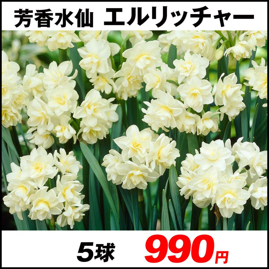 スイセン 球根 芳香 エルリッチャー 3球 水仙 水仙の球根 21n P1 0026 花と緑 国華園 通販 Yahoo ショッピング