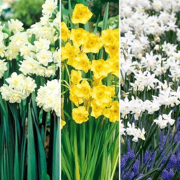 営業 スイセン 球根 芳香水仙セット 3種13球 水仙 水仙の球根 格安