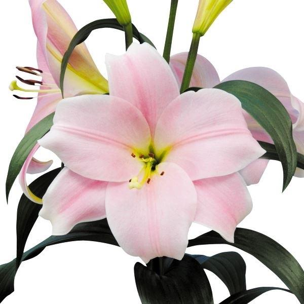 ユリ 鉄砲ユリ 球根 12月咲カリ 9球 百合 ユリの球根 21n P1 0052 花と緑 国華園 通販 Yahoo ショッピング