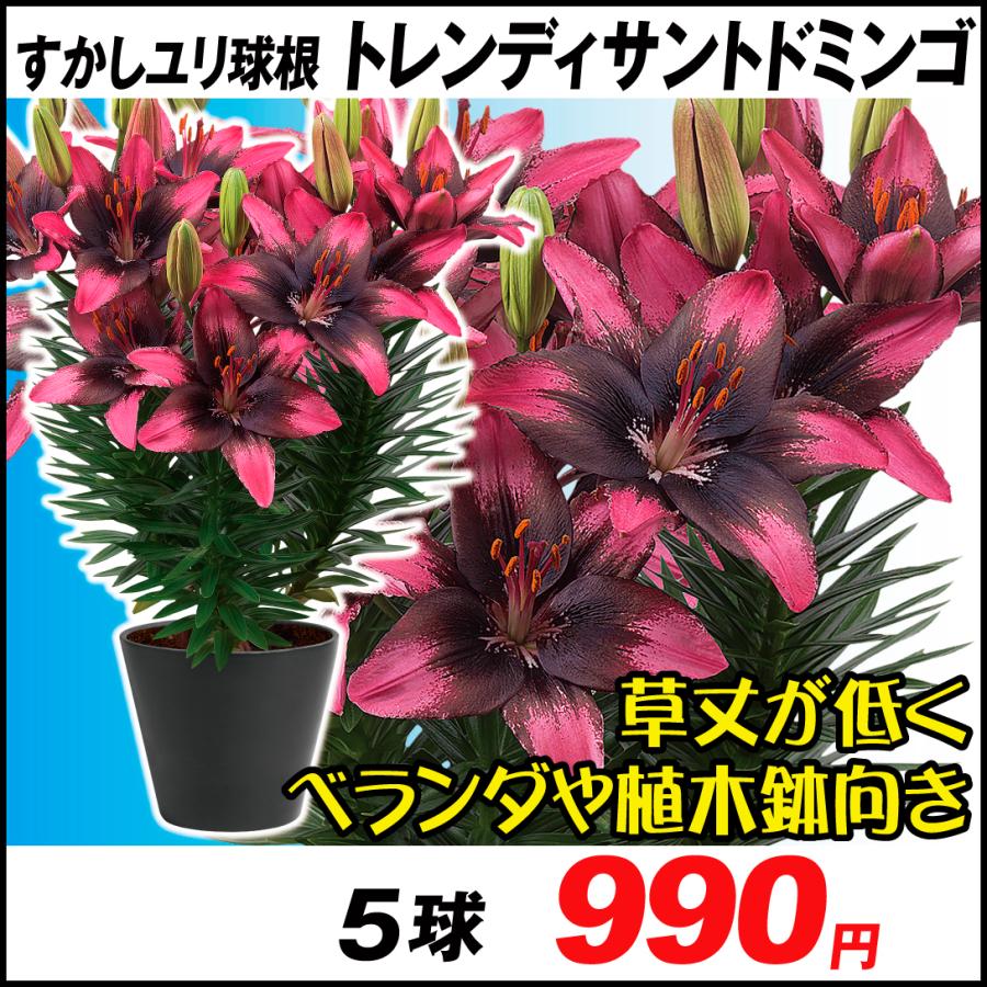 ユリ ベランダ 鉢植え向きすかしユリ 球根 トレンディサントドミンゴ 5球 百合 ユリの
