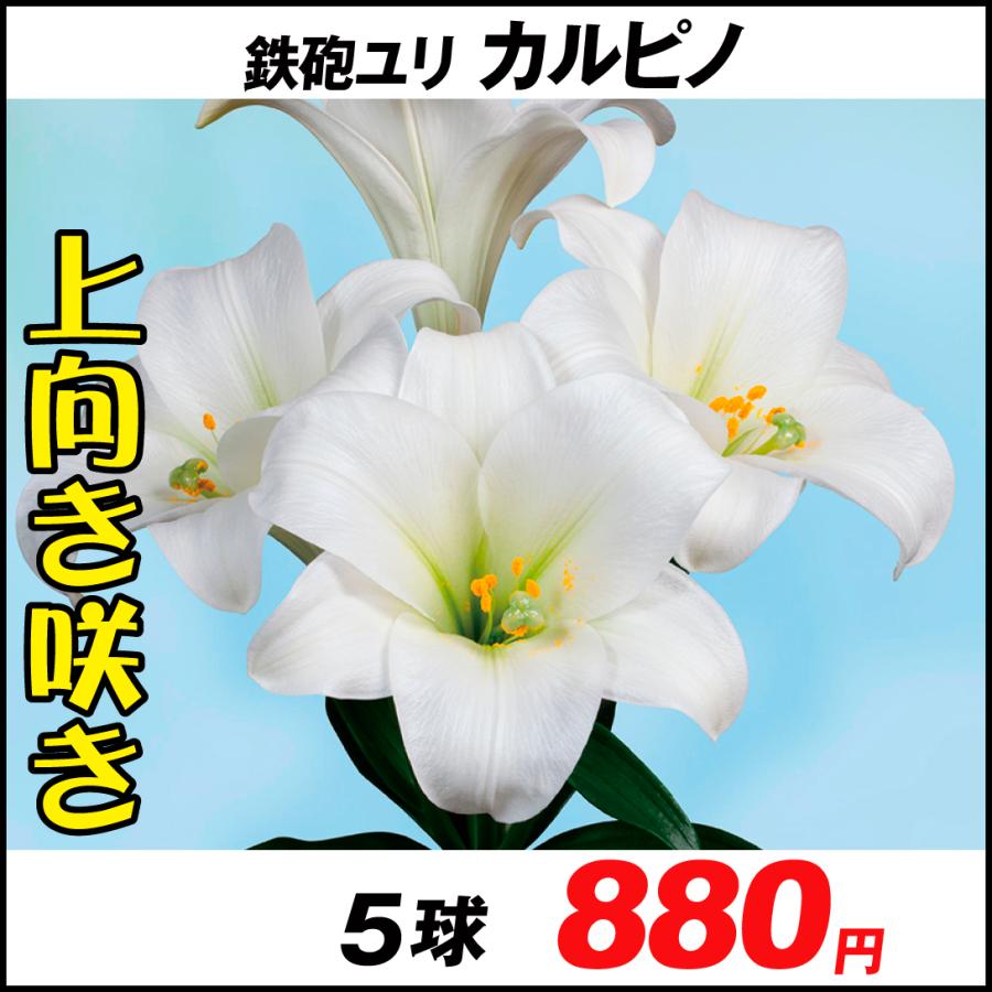 ユリ 鉄砲ユリ 球根 切花向き鉄砲ユリ カルピノ 5球 百合 ユリの球根