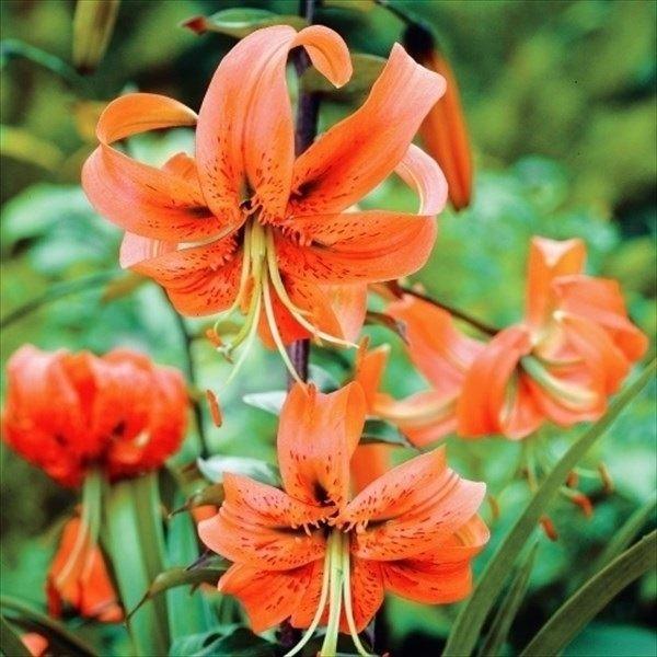 ユリ 原種ユリ 球根 黄鹿の子ユリ 3球 百合 ユリの球根 21n P1 0143 花と緑 国華園 通販 Yahoo ショッピング