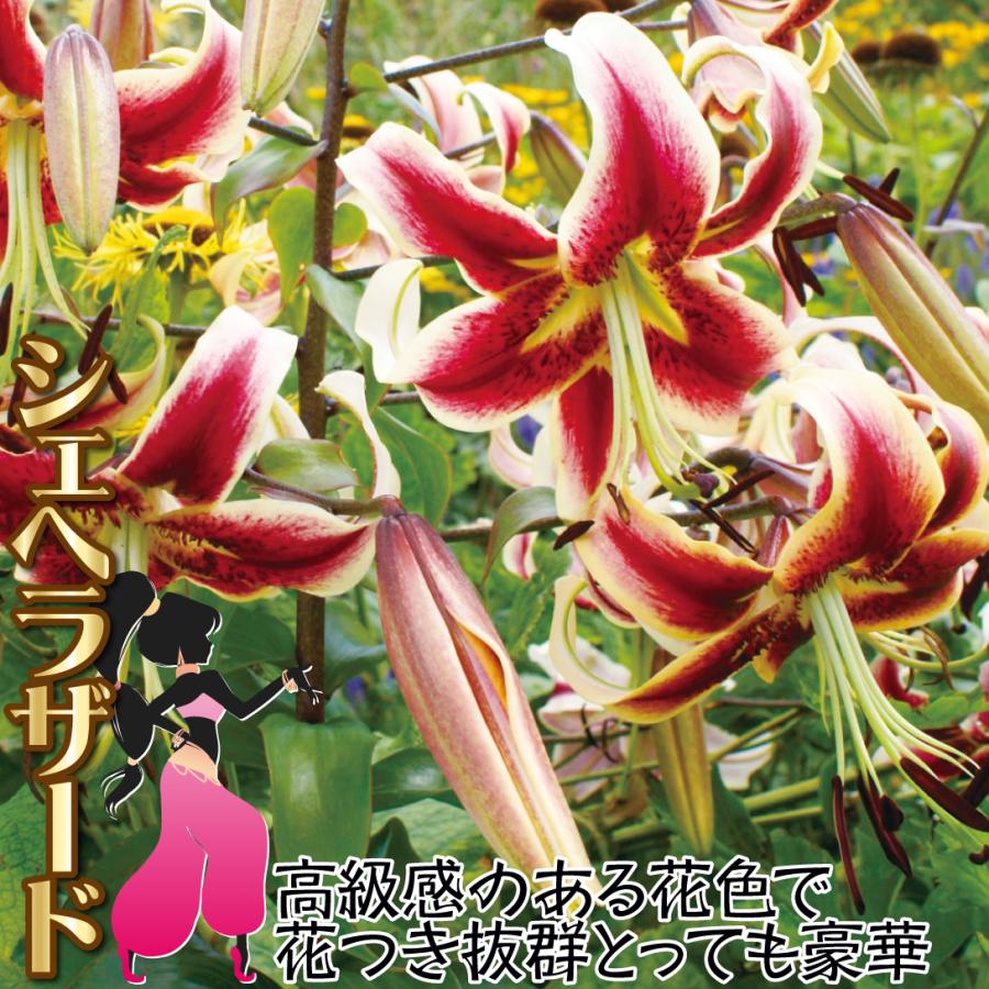 国華園 原種ユリ 球根 てまり咲ユリ シェヘラザード 3球 百合球根 ユリ