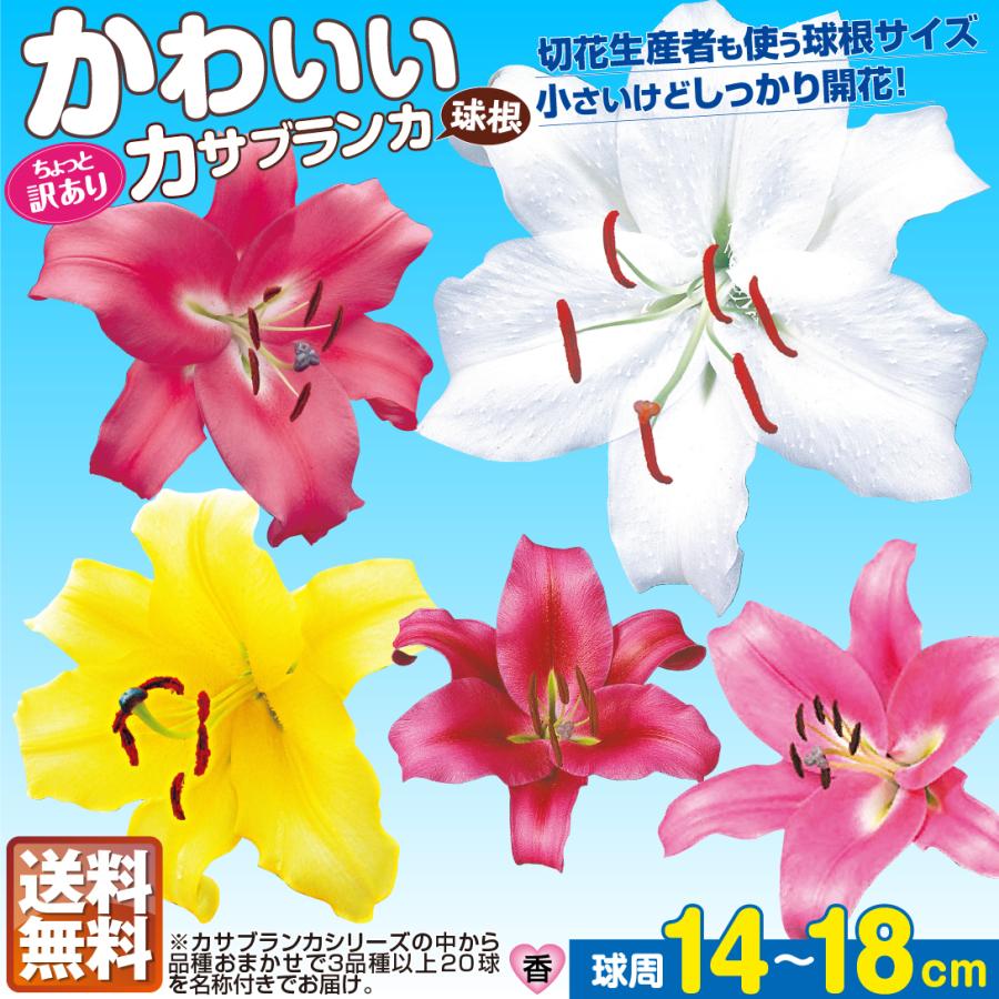 激安セール ユリ カサブランカ 球根 訳ありかわいいカサブランカ球根 球 品種見計らい 名称付 百合 ユリの球根 送料無料 クリアランスsale 期間限定
