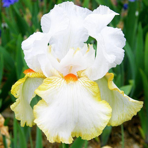 引出物 ジャーマンアイリス 裸苗 ハロウィンヘイロー 1株 １着でも送料無料