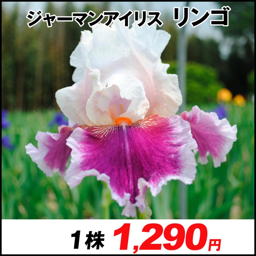 ジャーマンアイリス 裸苗 リンゴ 1株 Docintosh Com
