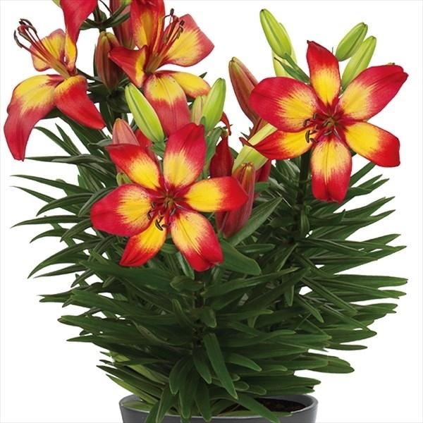 最高の ベランダ 鉢植え向きすかしユリ 球根 マジェスティックジョイ 100球 超特価激安 Mobile Scotturb Com