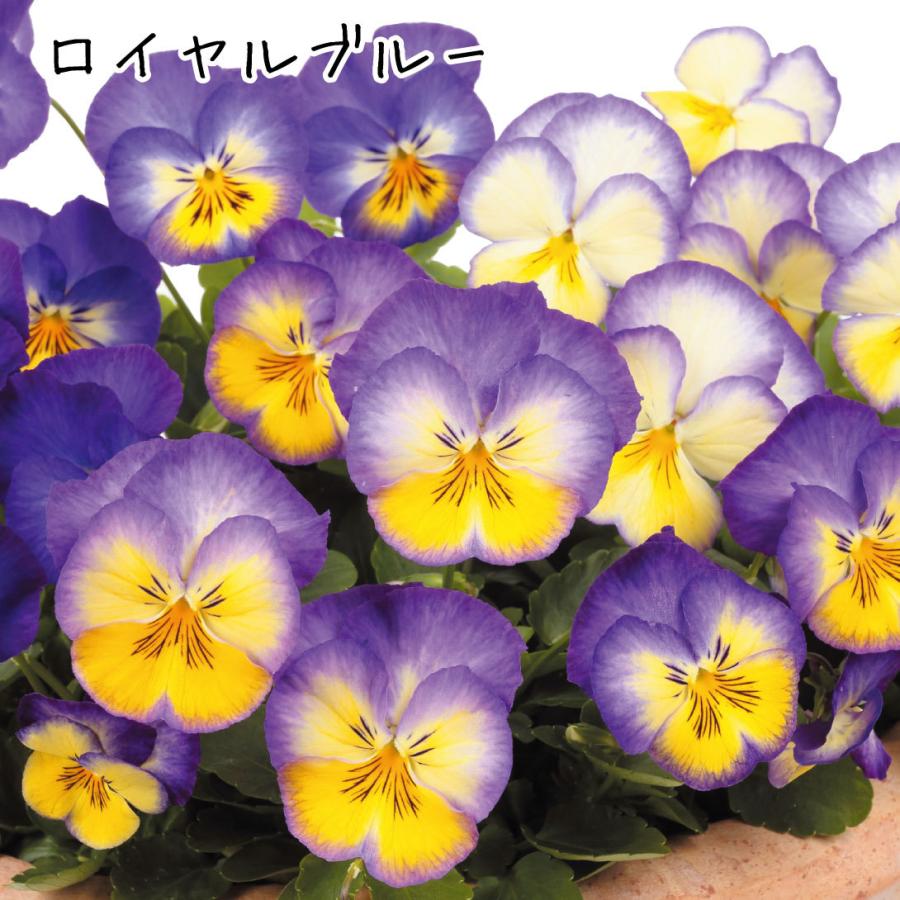花苗 パンジー 虹色スミレrセット 4種8株 21n P2 0002 花と緑 国華園 通販 Yahoo ショッピング