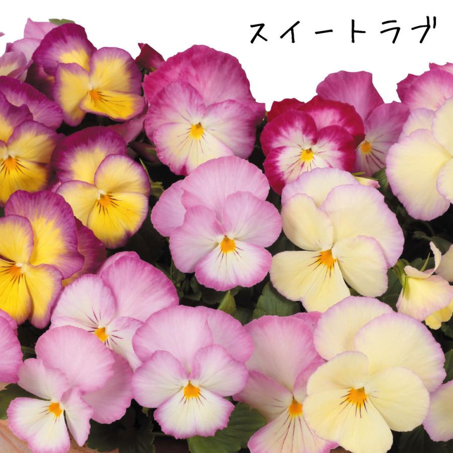 花苗 パンジー 虹色スミレrセット 4種16株 21n P2 0003 花と緑 国華園 通販 Yahoo ショッピング