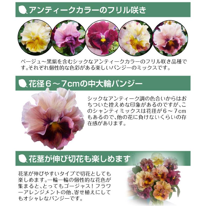 花苗 パンジー シャンティミックス 8株 / 花の苗 パンビオ 冬花壇 花壇