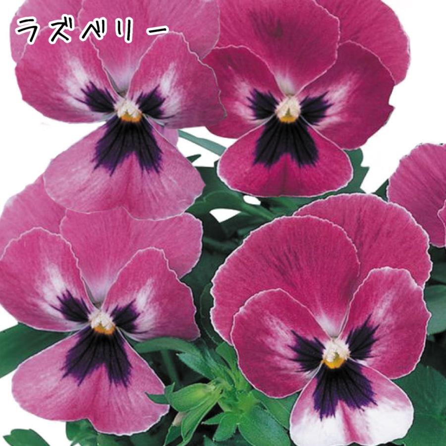 花苗 パンジー よく咲くスミレr Bセット 4種12株 21n P2 0016 花と緑 国華園 通販 Yahoo ショッピング